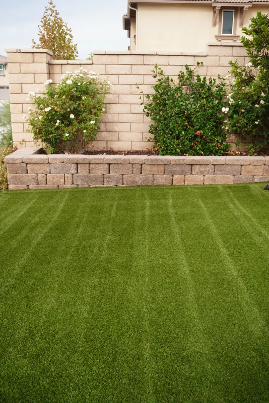 Turf with fresh brush stripes leading up to a stone planter and rose bushes