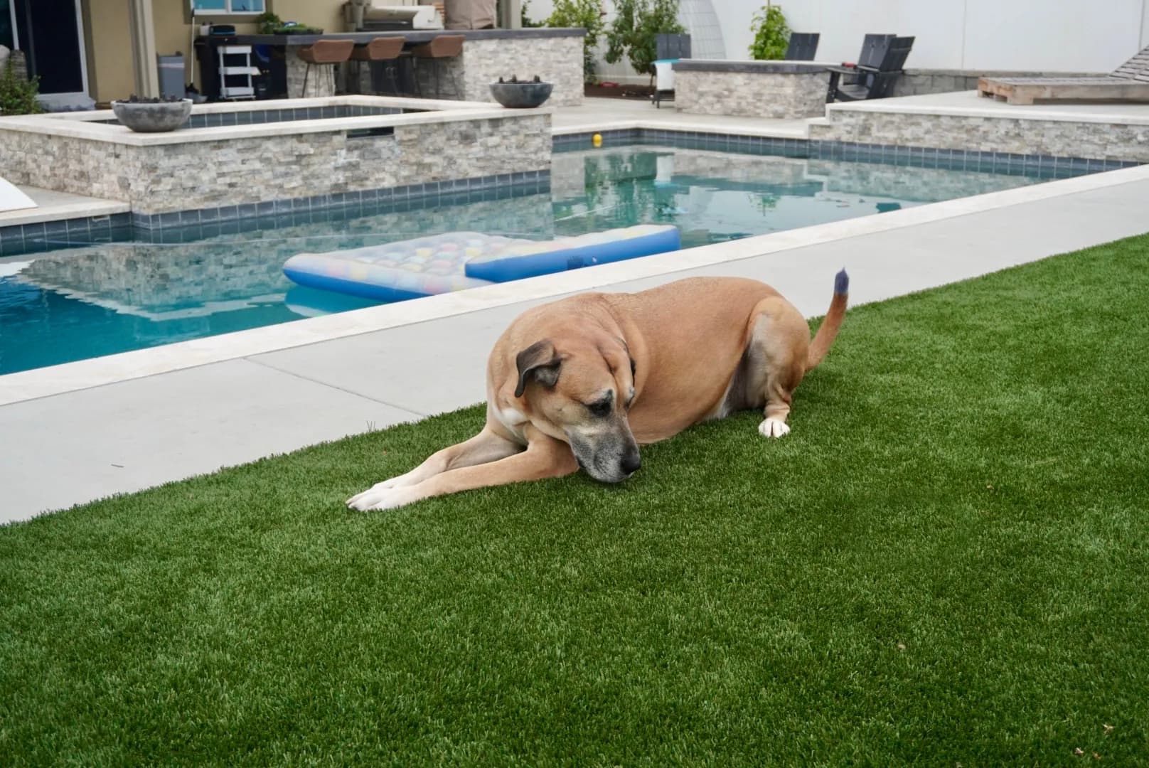 A dog relaxing on clean artificial turf beside a backyard pool